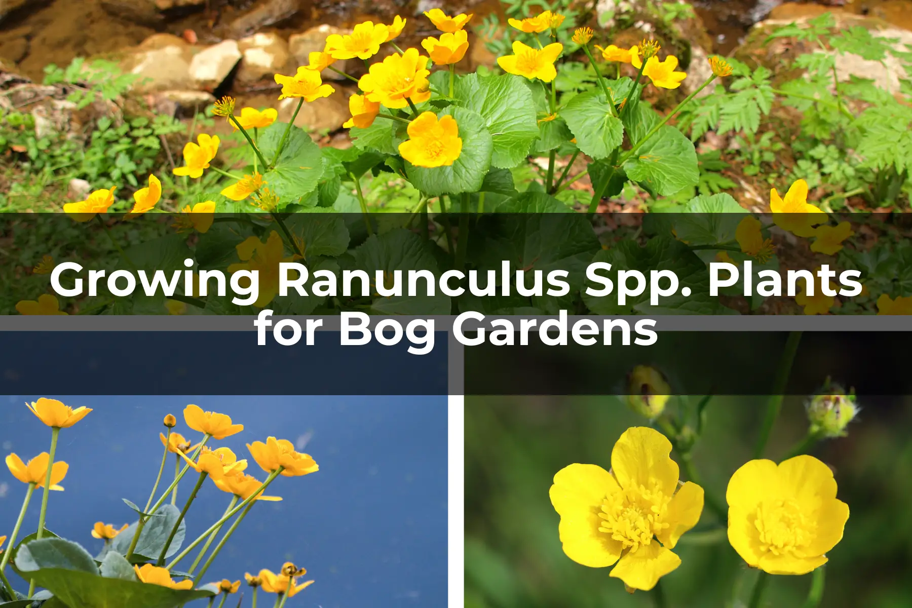 Growing Ranunculus Spp. Plants for Bog Gardens