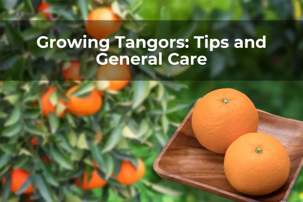 Growing Tangors: Tips and General Care