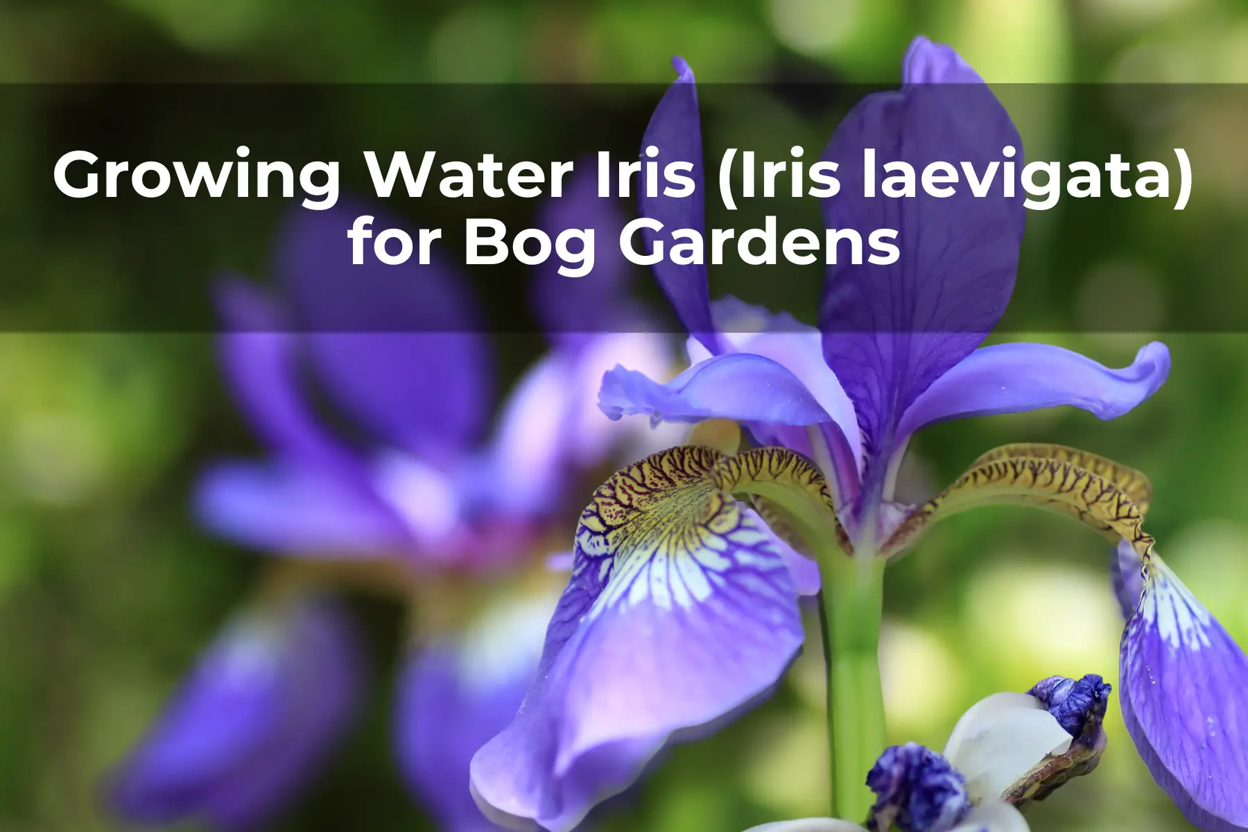 Growing Water Iris (Iris laevigata) for Bog Gardens