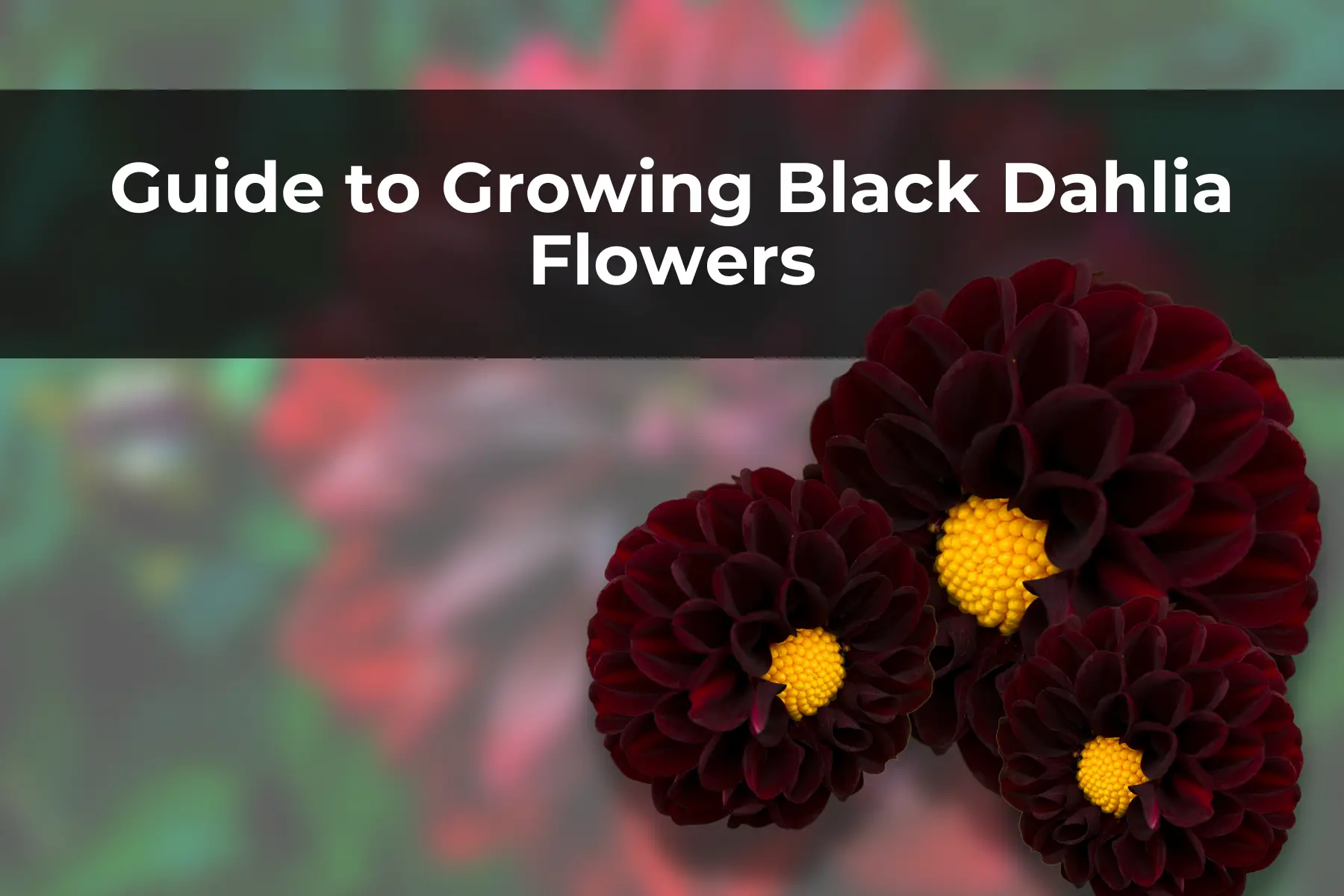 Guide to Growing Black Dahlia Flowers