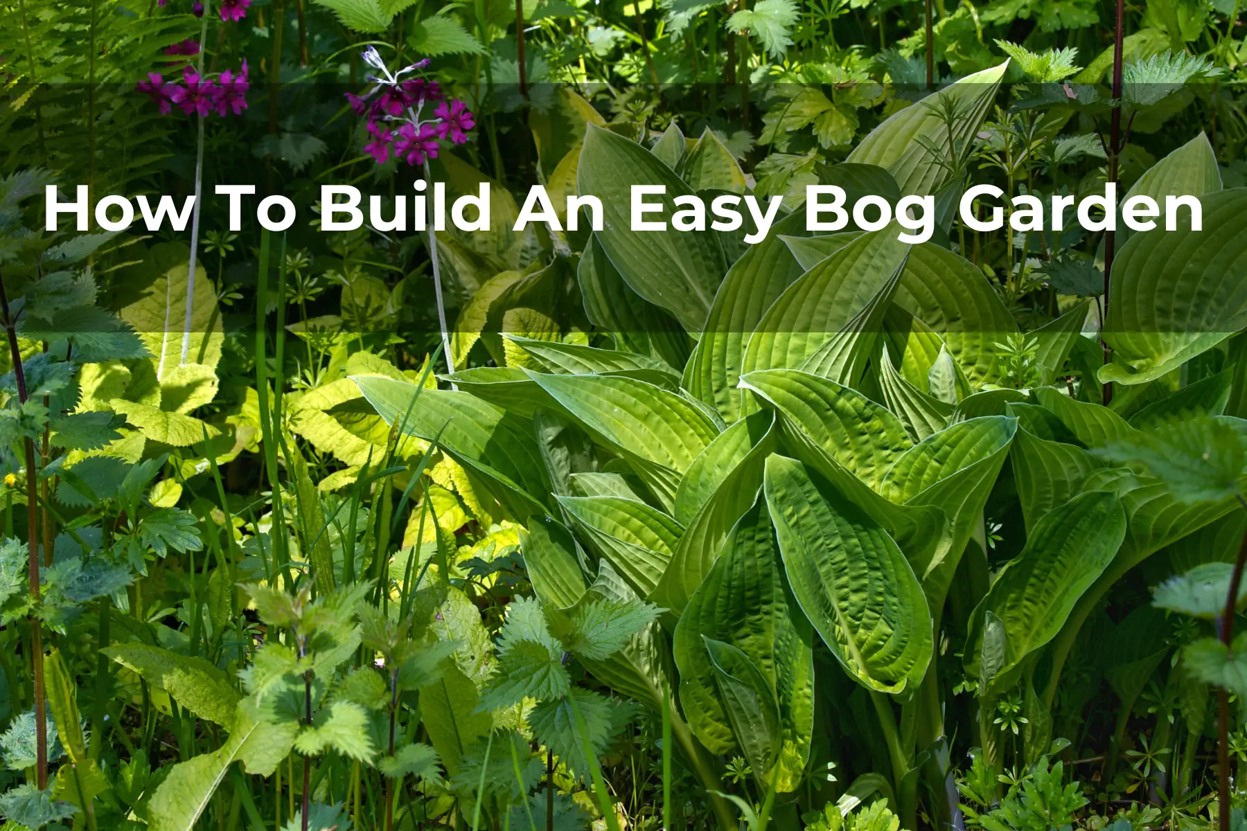 How To Build An Easy Bog Garden