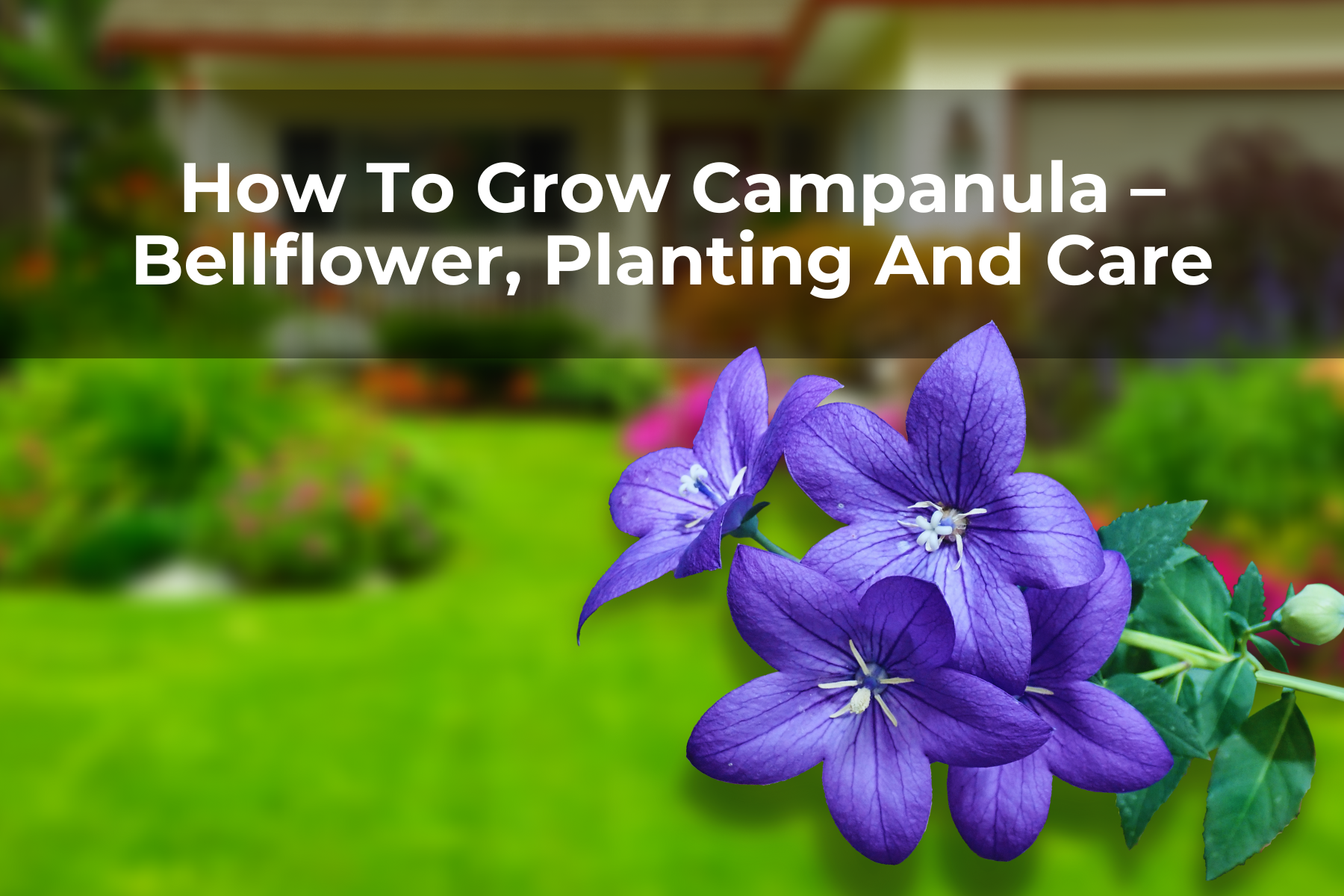 How To Grow Campanula – Bellflower, Planting And Care