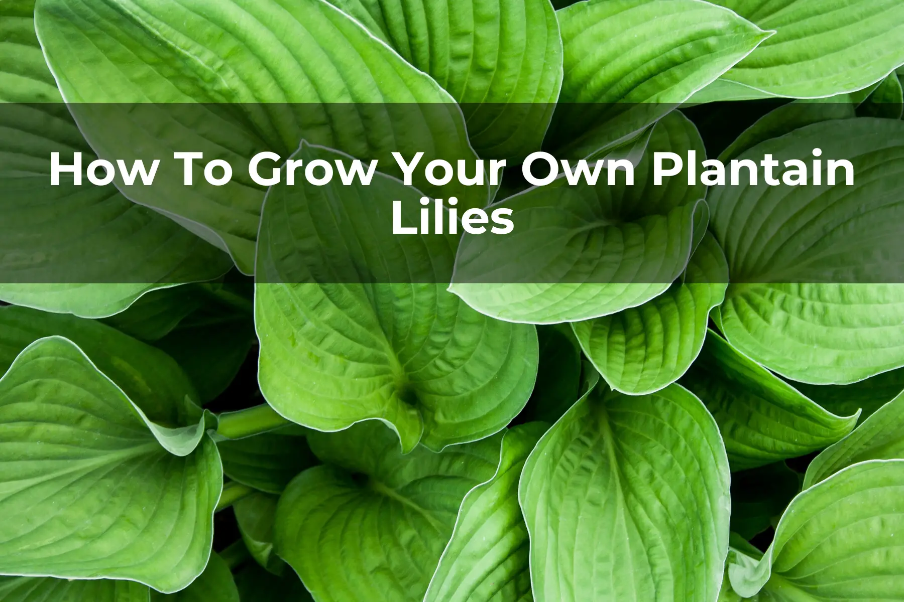 How To Grow Your Own Plantain Lilies
