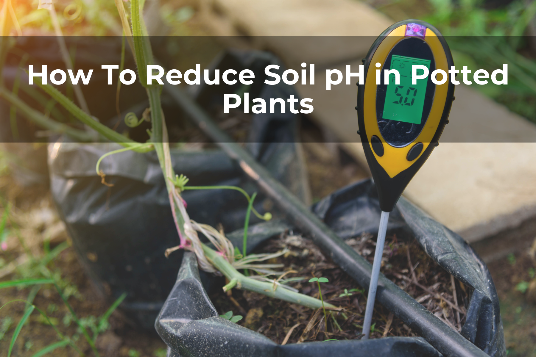 How To Reduce Soil pH in Potted Plants