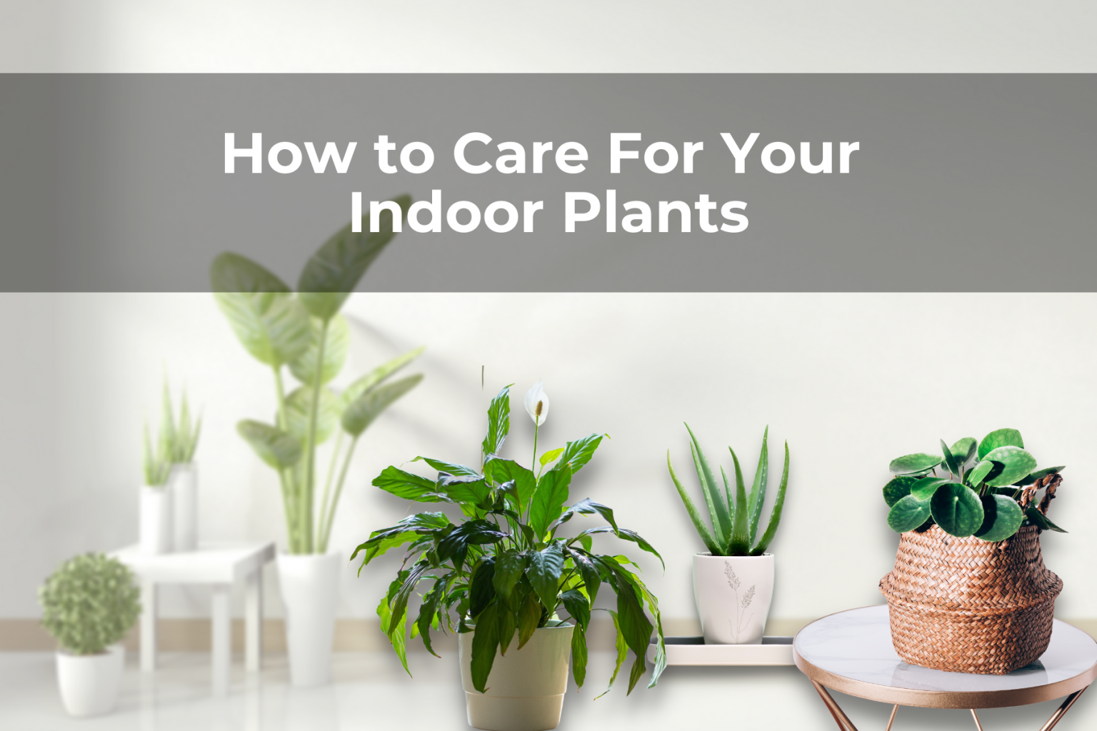 How to Care For Your Indoor Plants Real Men Sow