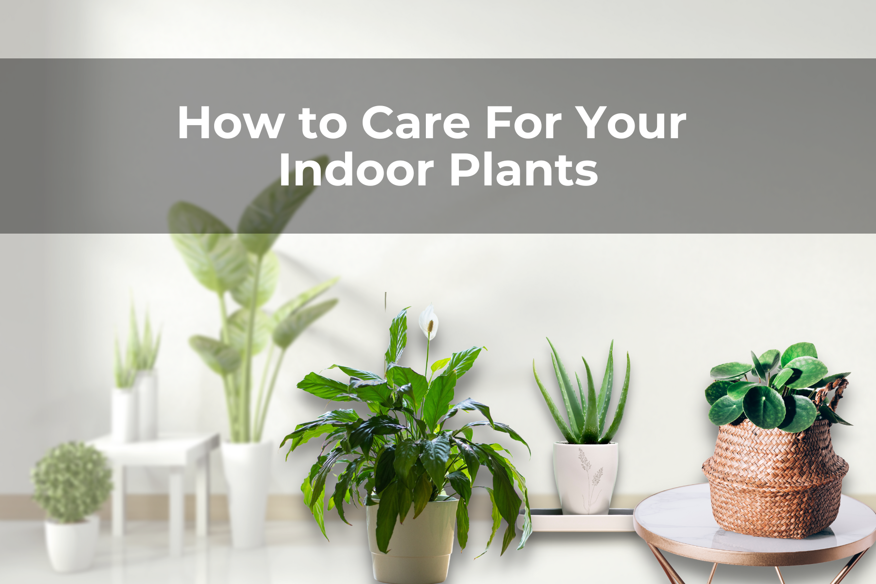 How to Care For Your Indoor Plants