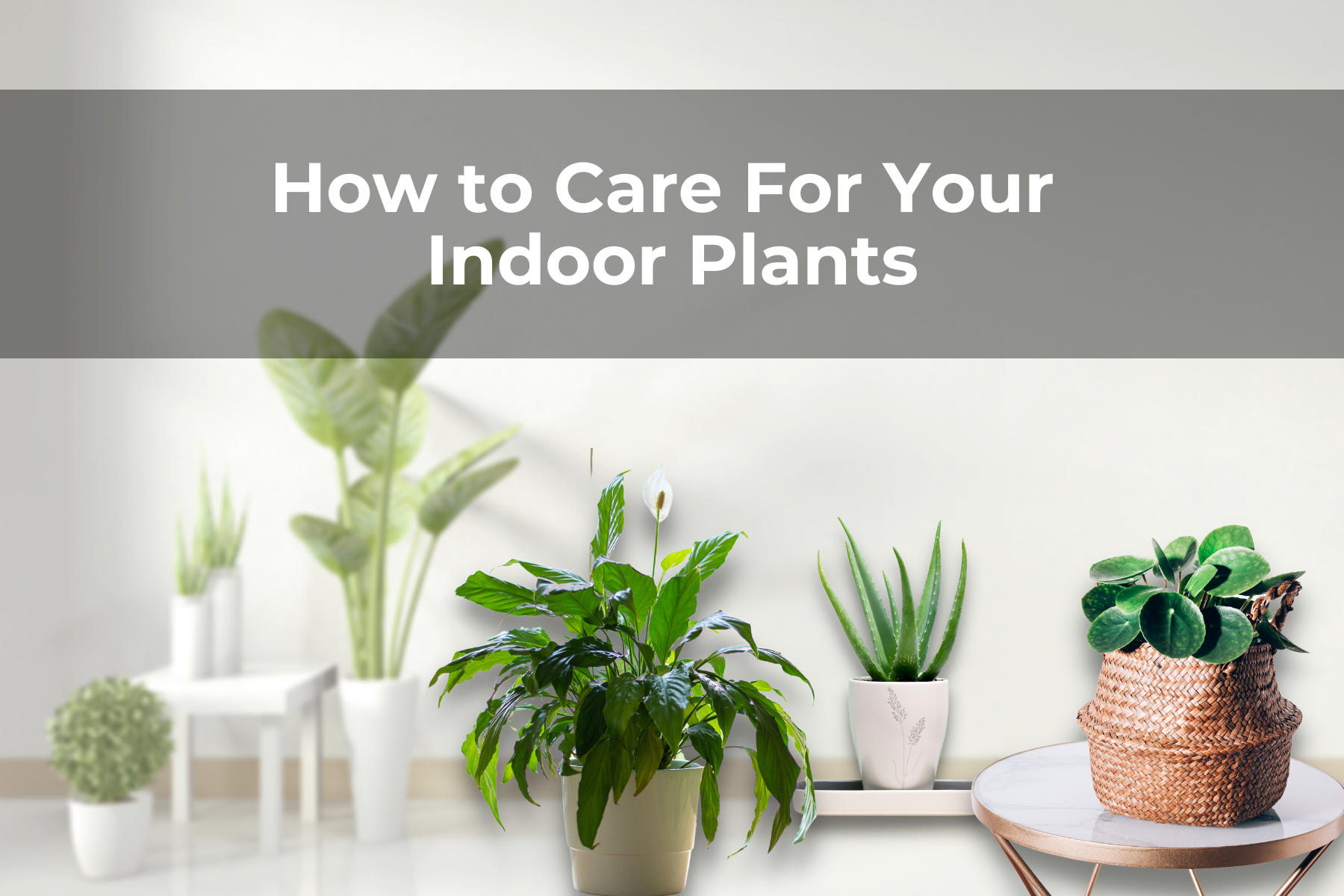 How to Care For Your Indoor Plants – Real Men Sow