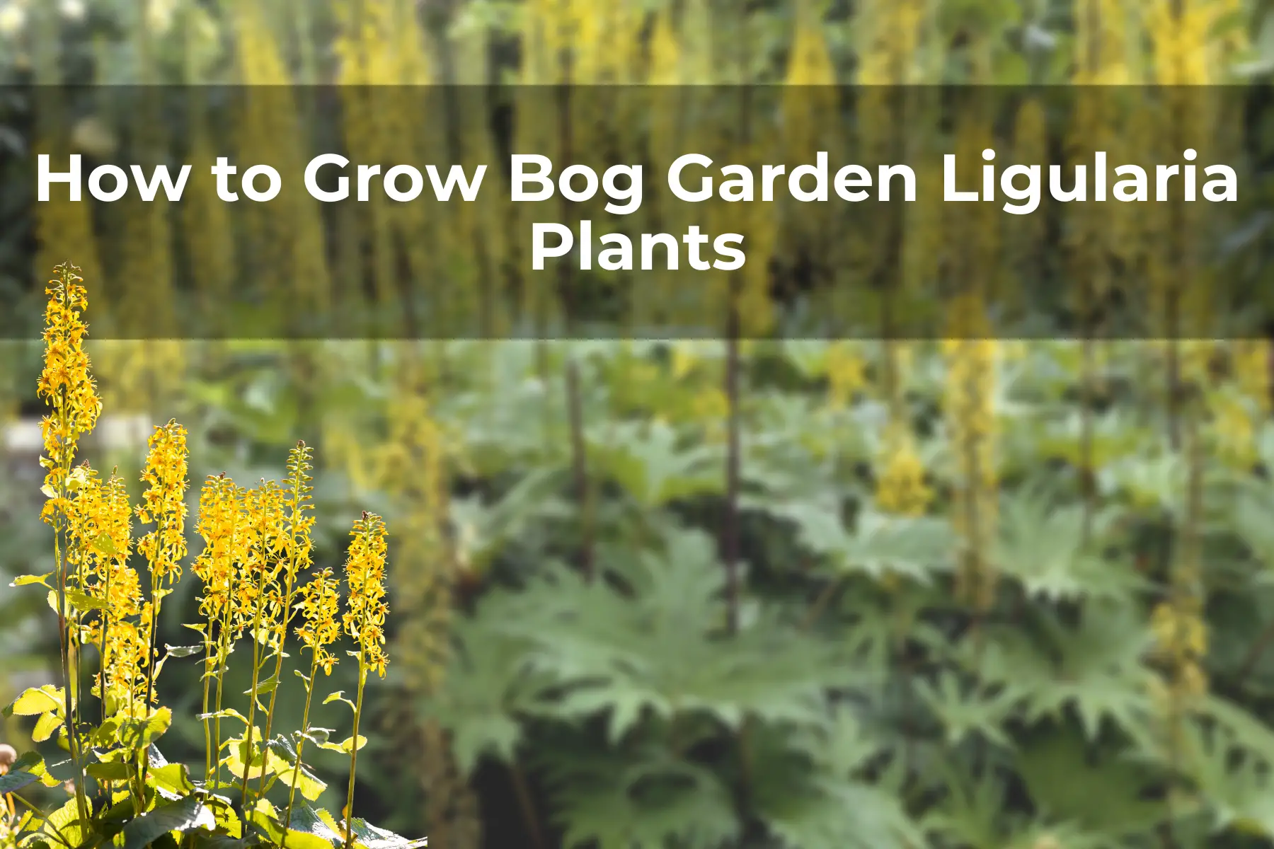 How to Grow Bog Garden Ligularia Plants