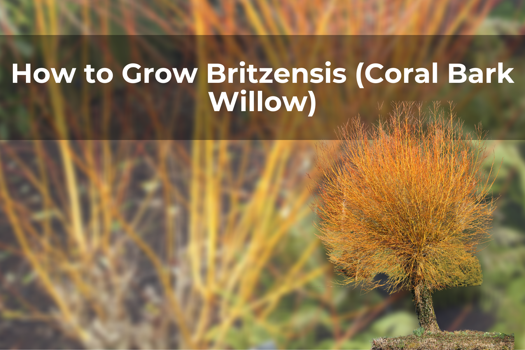 How to Grow Britzensis (Coral Bark Willow)