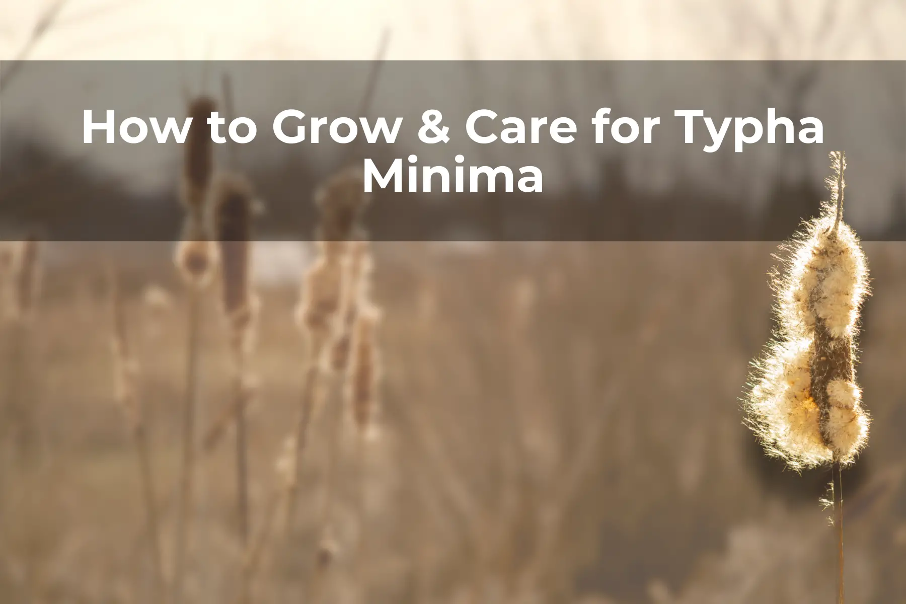 How to Grow & Care for Typha Minima