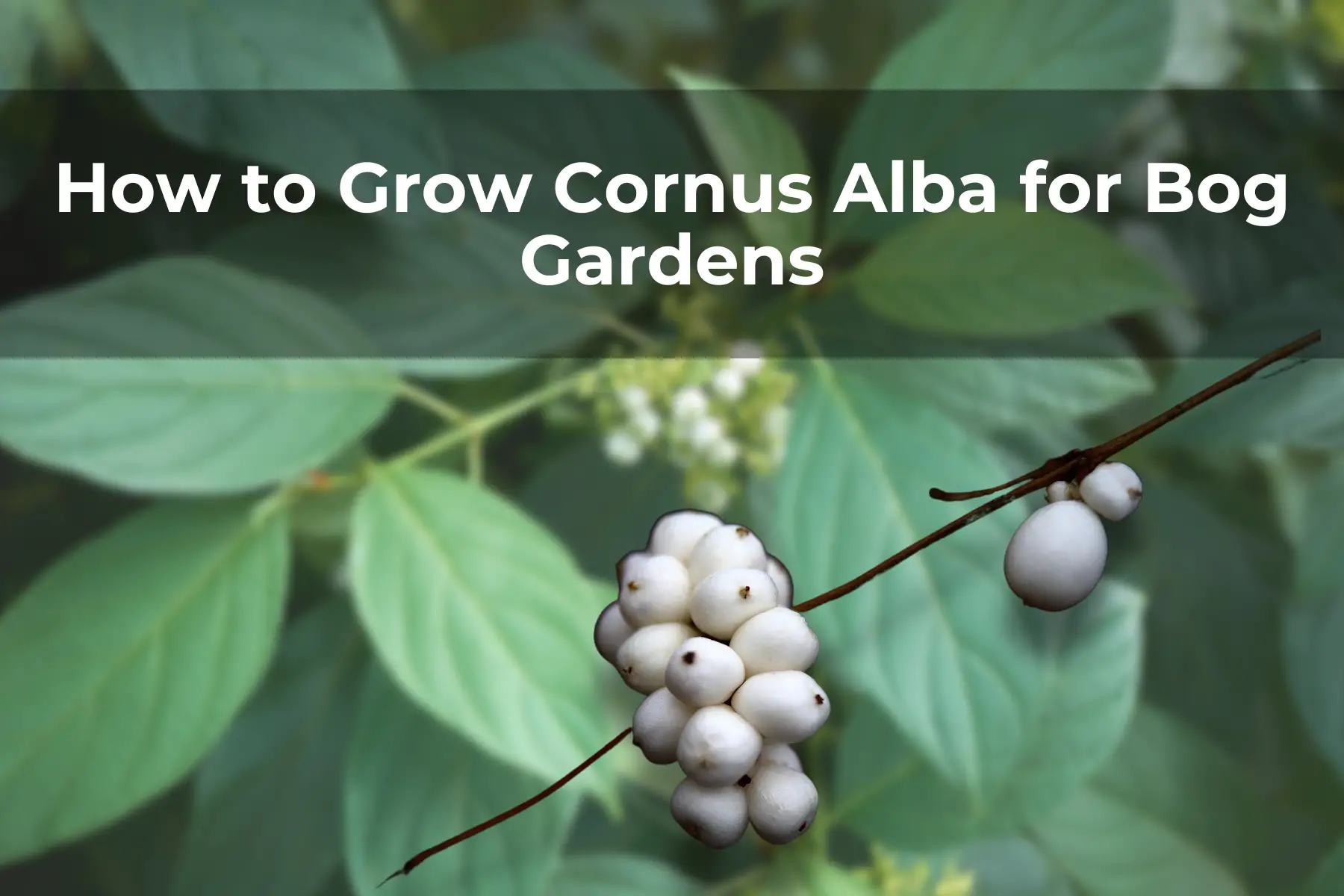 How to Grow Cornus Alba for Bog Gardens