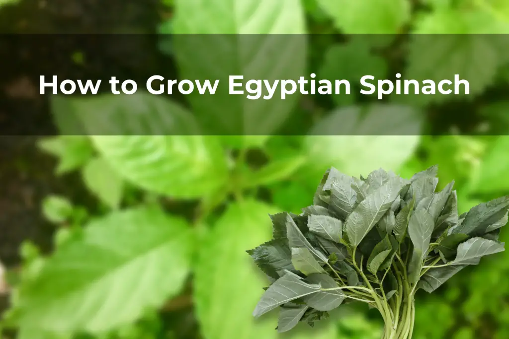 How to Grow Egyptian Spinach
