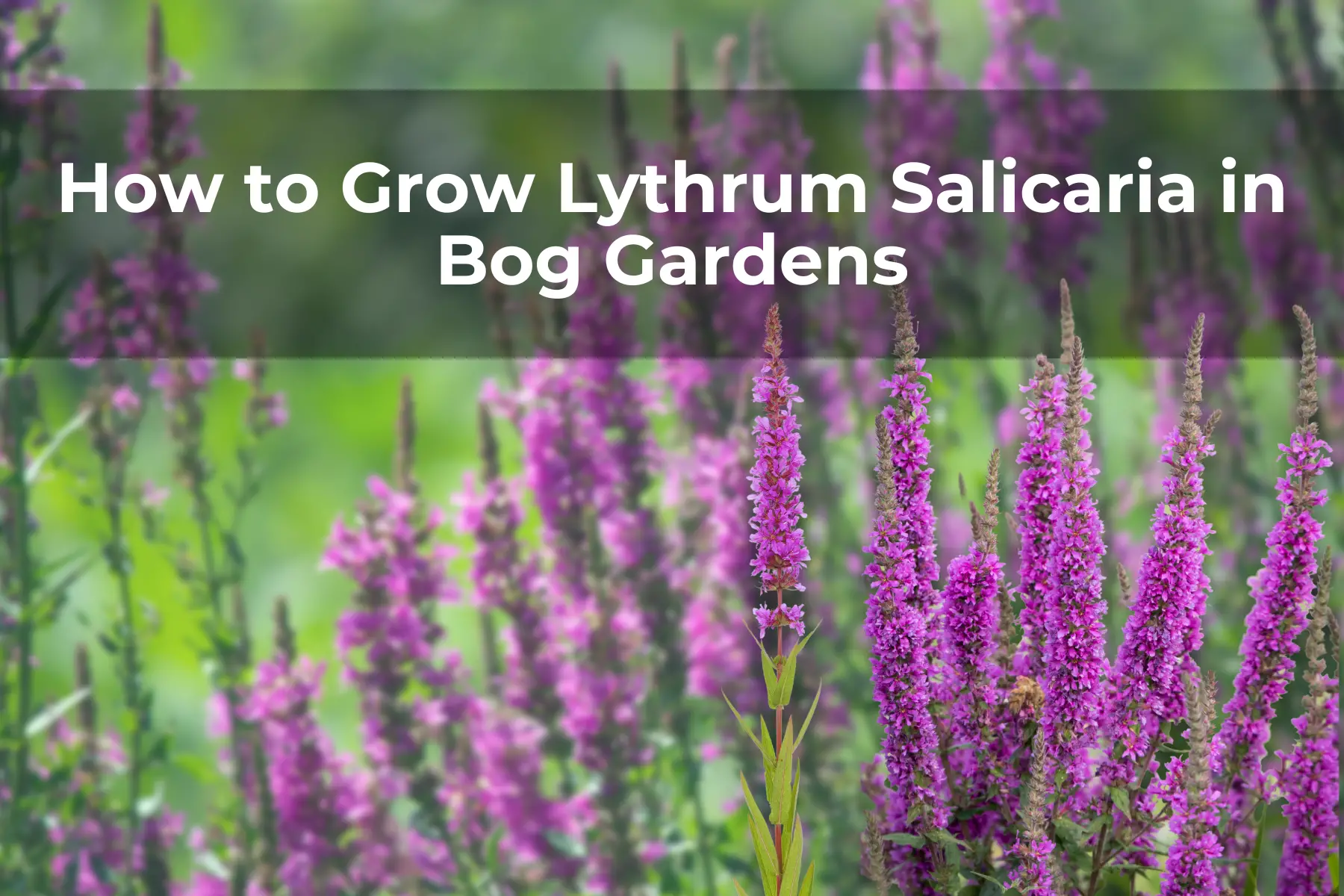 How to Grow Lythrum Salicaria in Bog Gardens