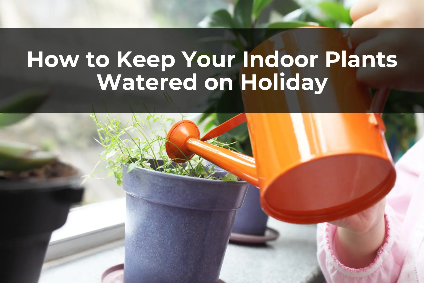 How to Keep Your Indoor Plants Watered on Holiday
