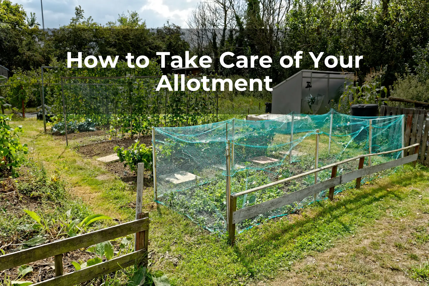 How to Take Care of Your Allotment