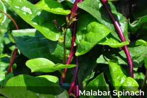 chinese amaranth spinach