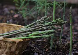 Organic Asparagus Plants
