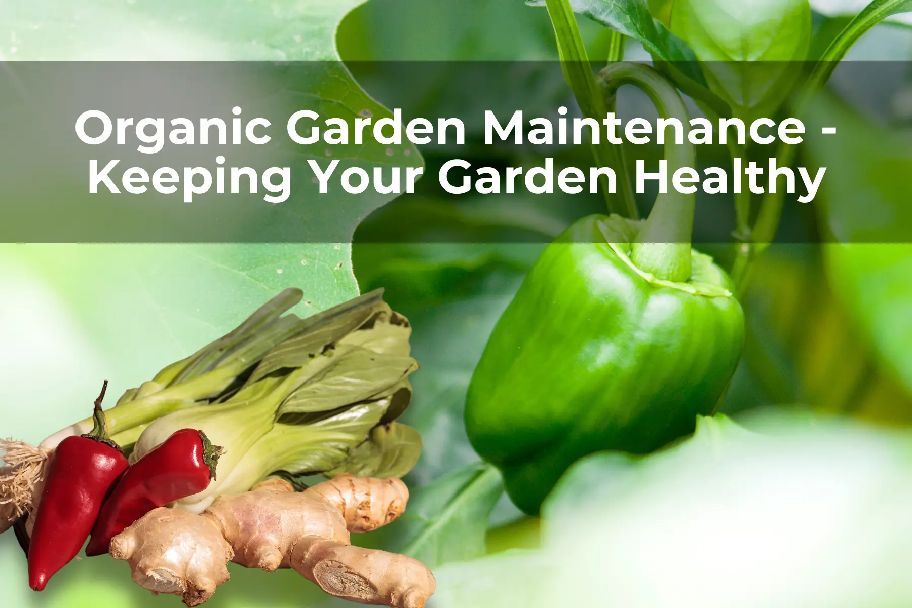 Organic Garden Maintenance - Keeping Your Garden Healthy