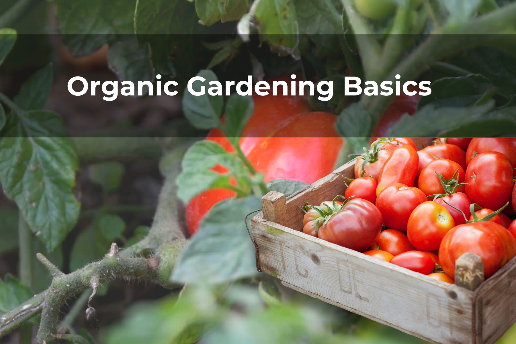 Organic Gardening Basics