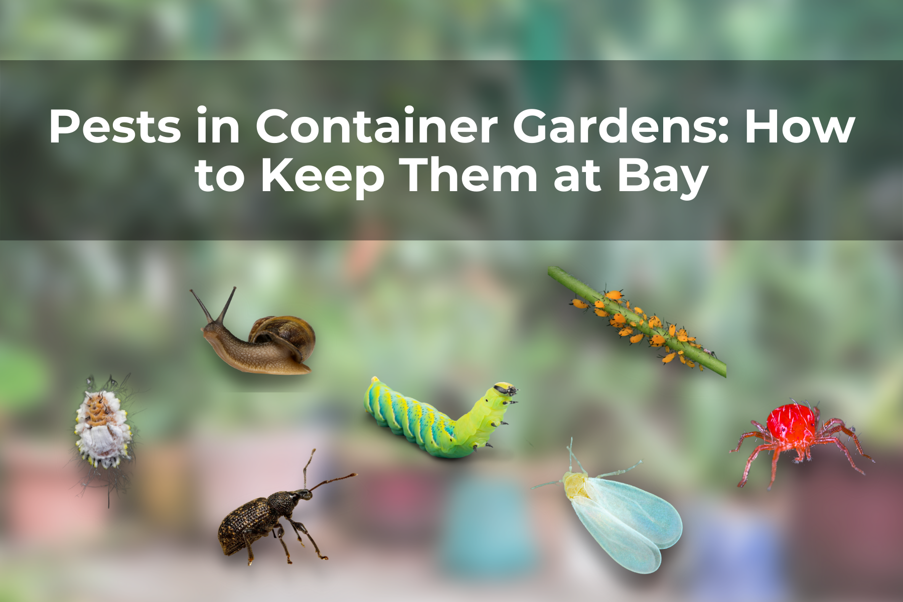 Pests in Container Gardens: How to Keep Them at Bay