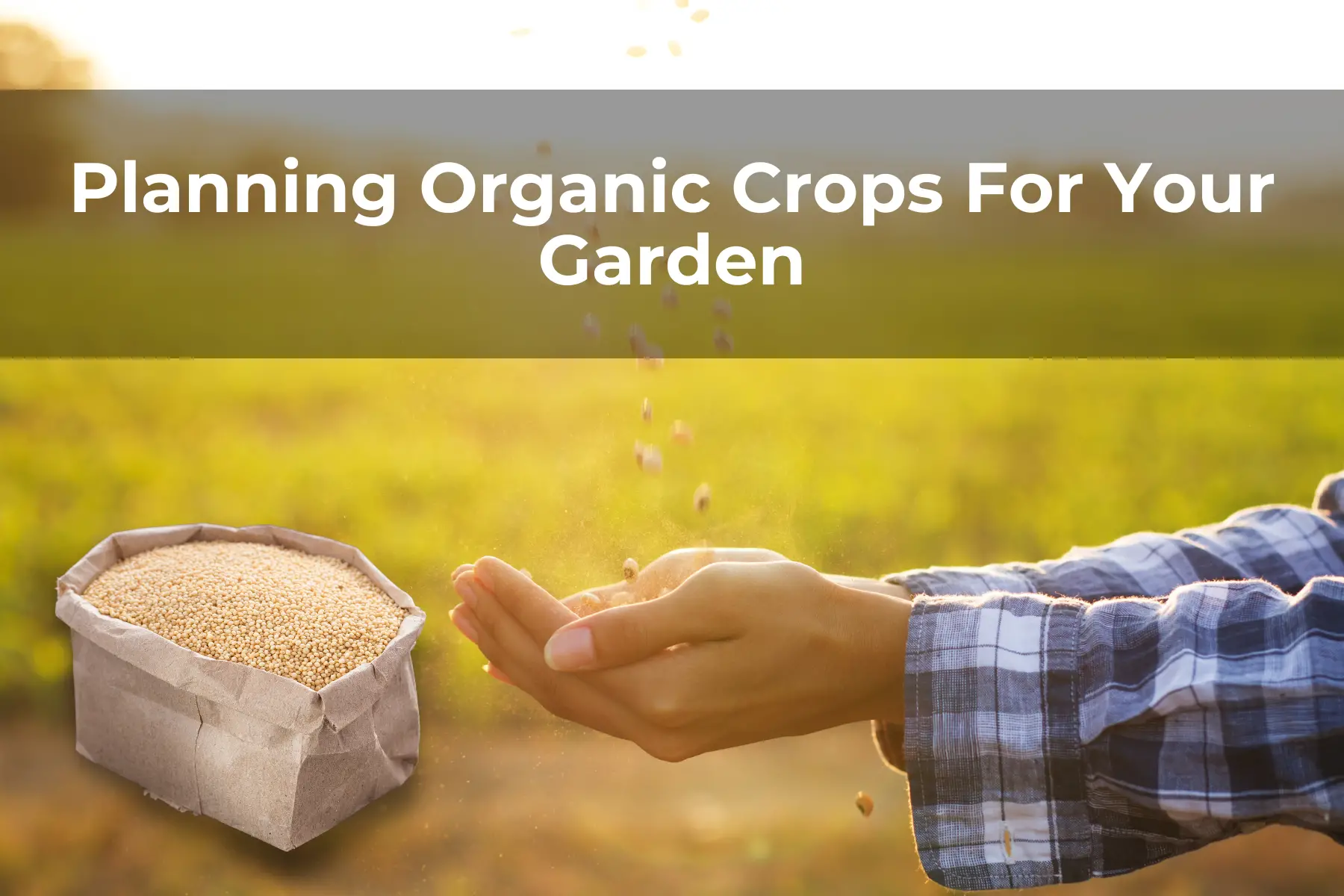 Planning Organic Crops For Your Garden