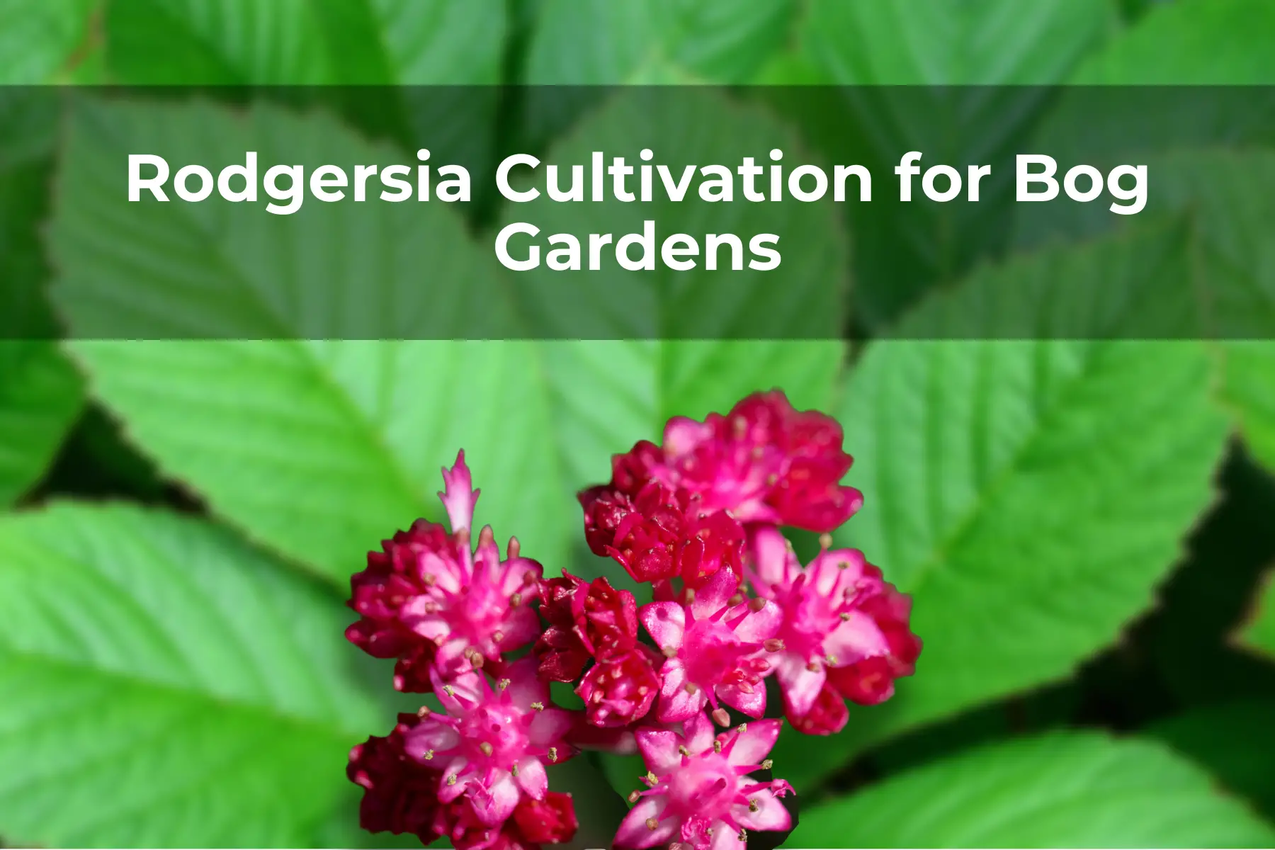 Rodgersia Cultivation for Bog Gardens