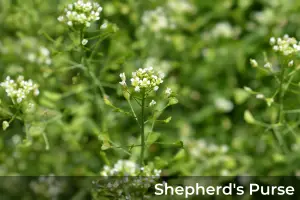 shepherd's purse