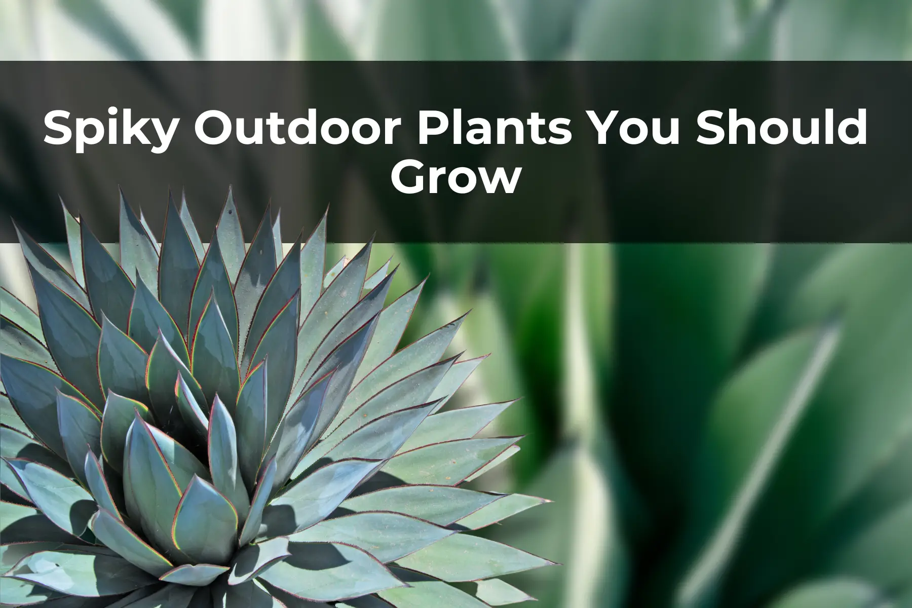 Spiky Outdoor Plants You Should Grow