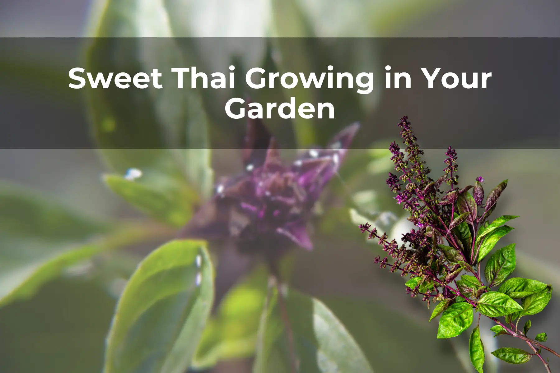 Sweet Thai Growing in Your Garden