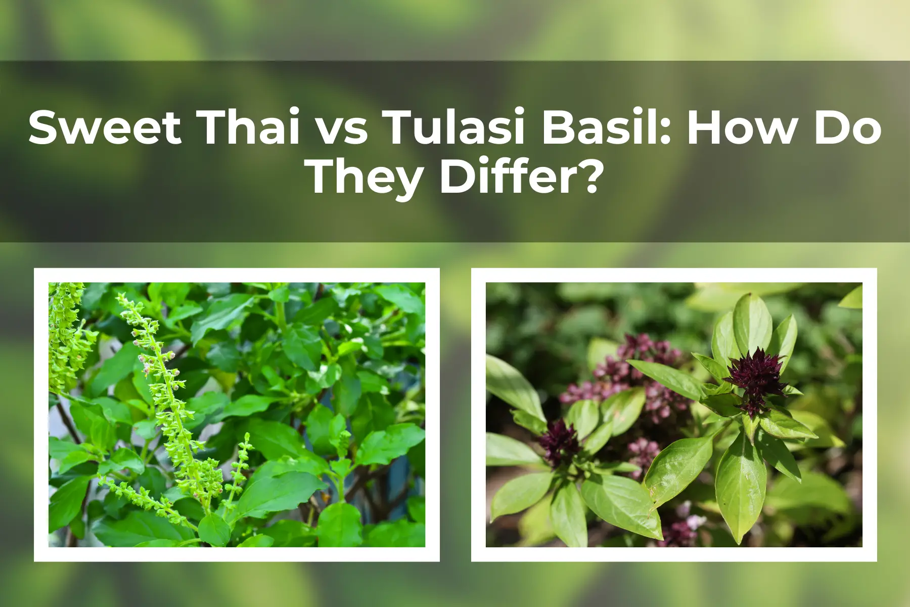 Sweet Thai vs Tulasi Basil: How Do They Differ?