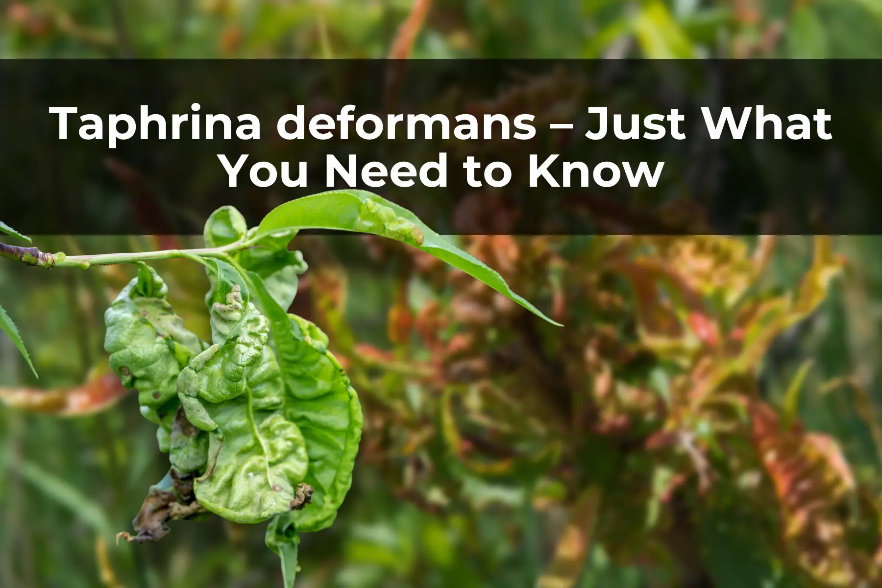 Taphrina deformans – Just What You Need to Know