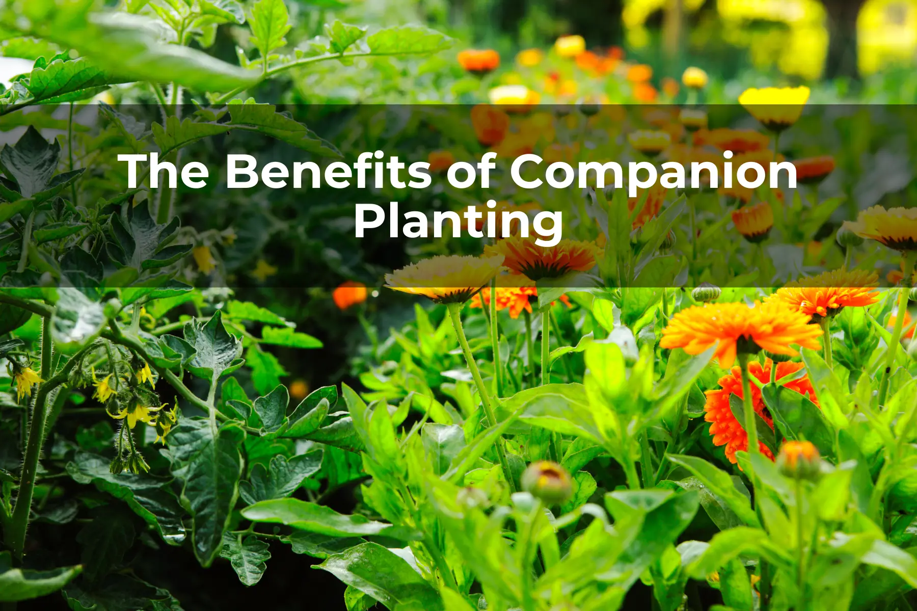 The Benefits of Companion Planting