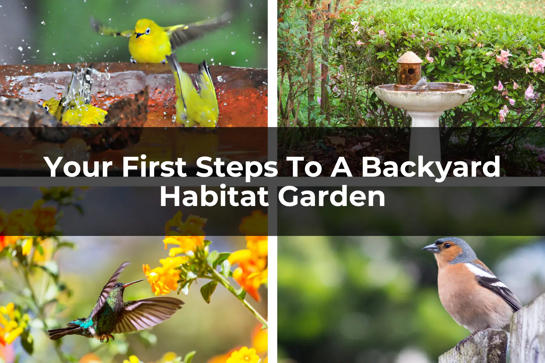 Your First Steps To A Backyard Habitat Garden