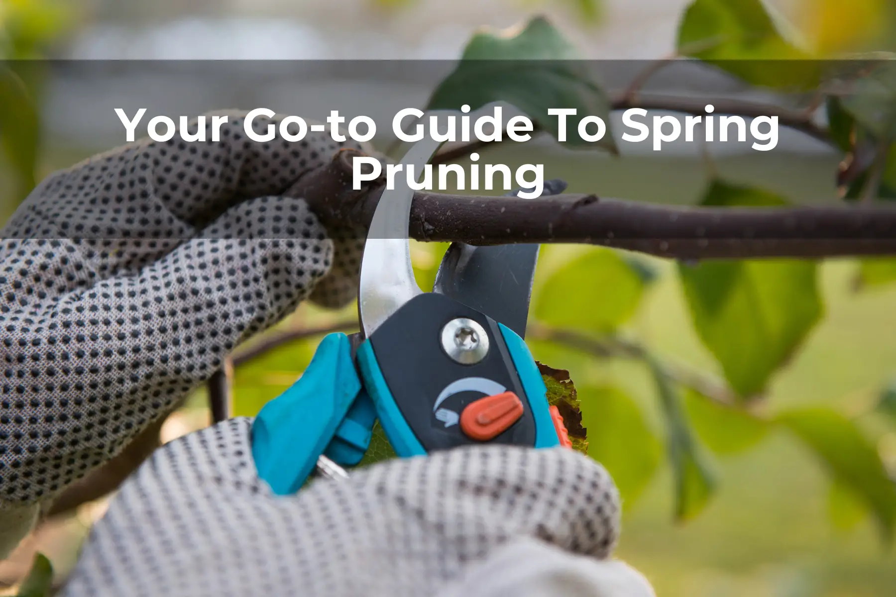 Your Go-to Guide To Spring Pruning
