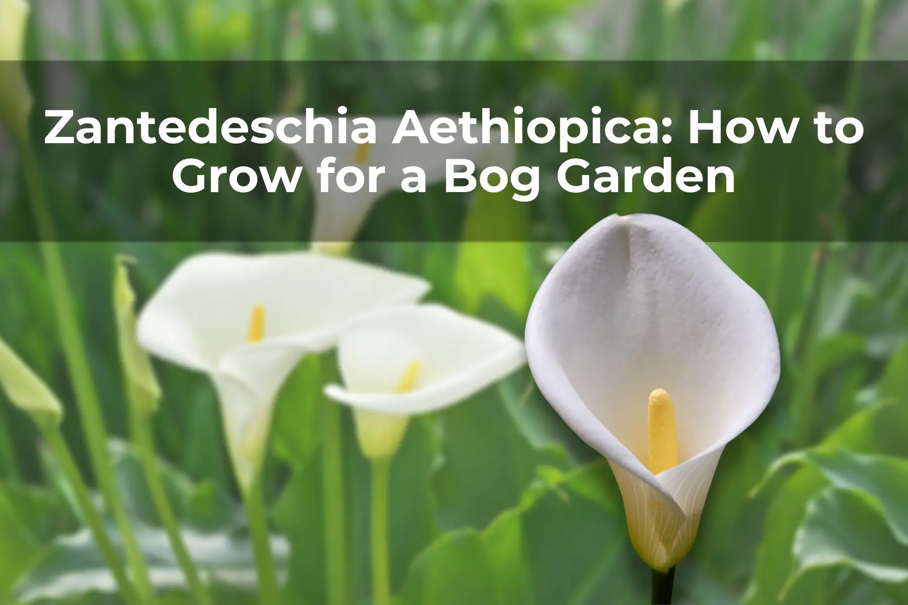 Zantedeschia Aethiopica: How to Grow for a Bog Garden