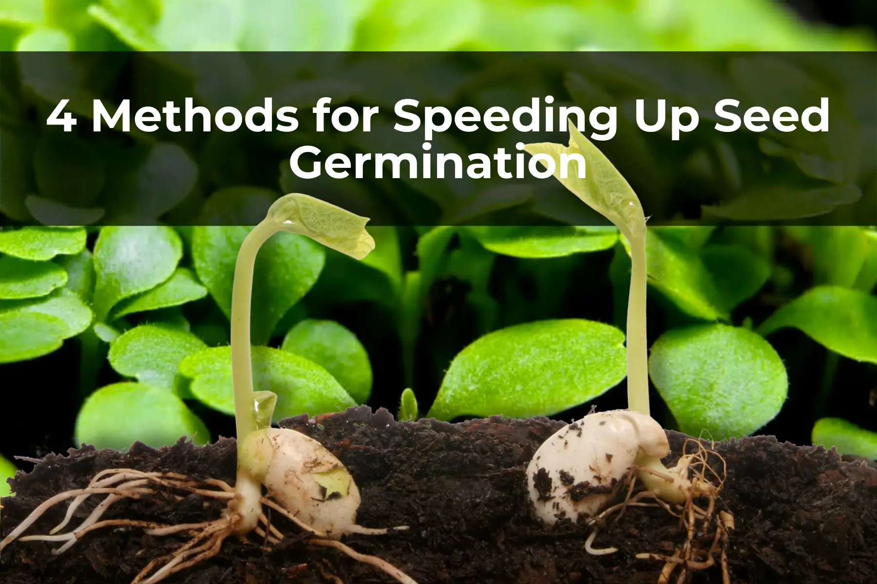 4 Methods for Speeding Up Seed Germination