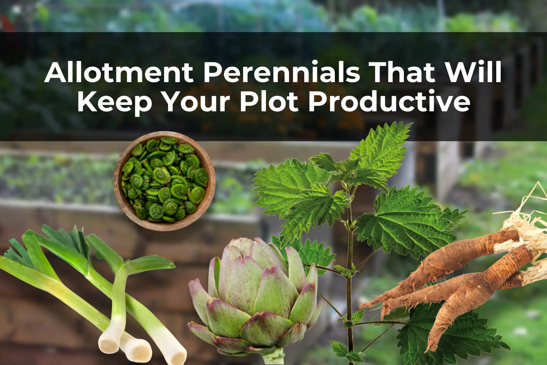 Allotment Perennials That Will Keep Your Plot Productive