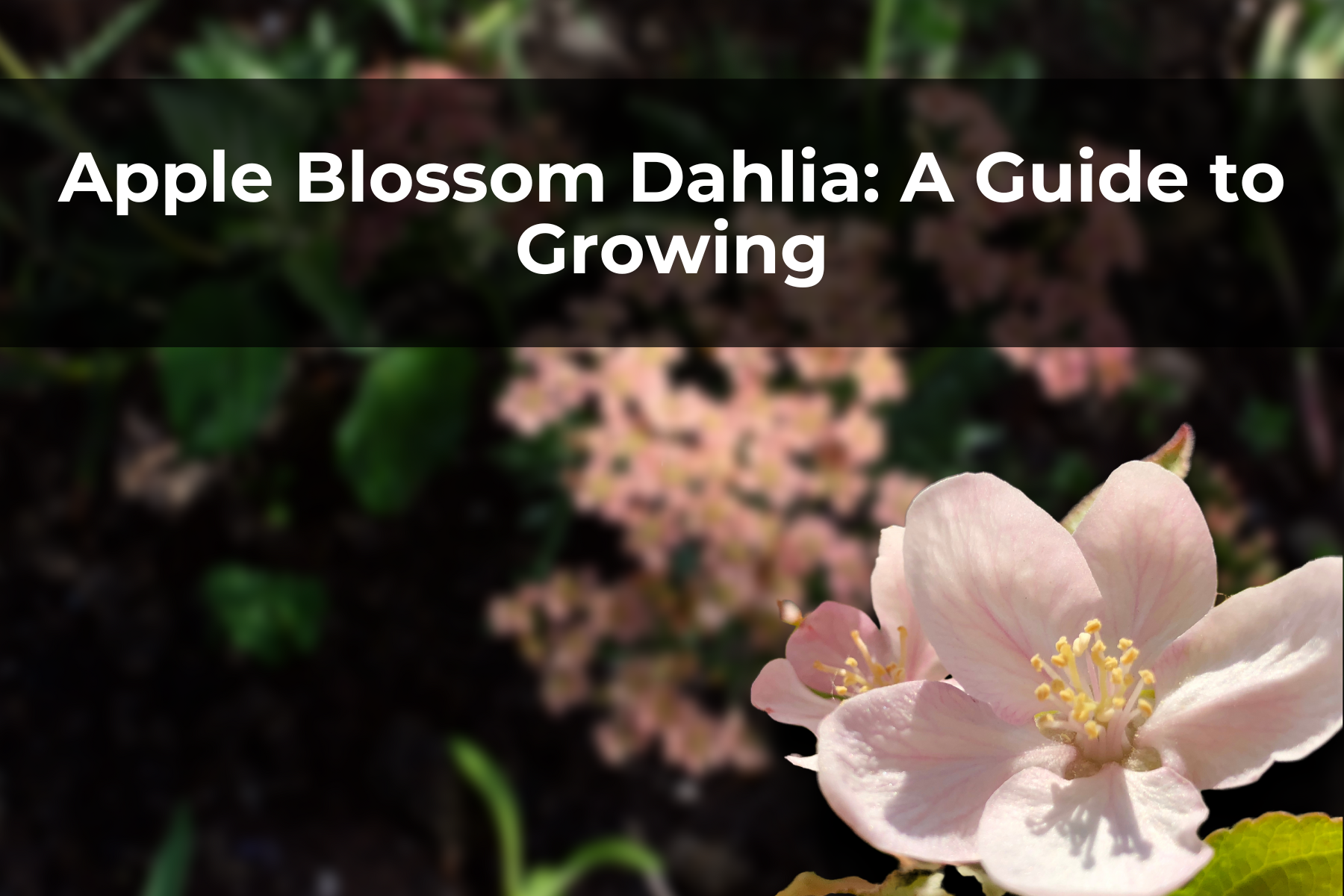 Apple Blossom Dahlia: A Guide to Growing