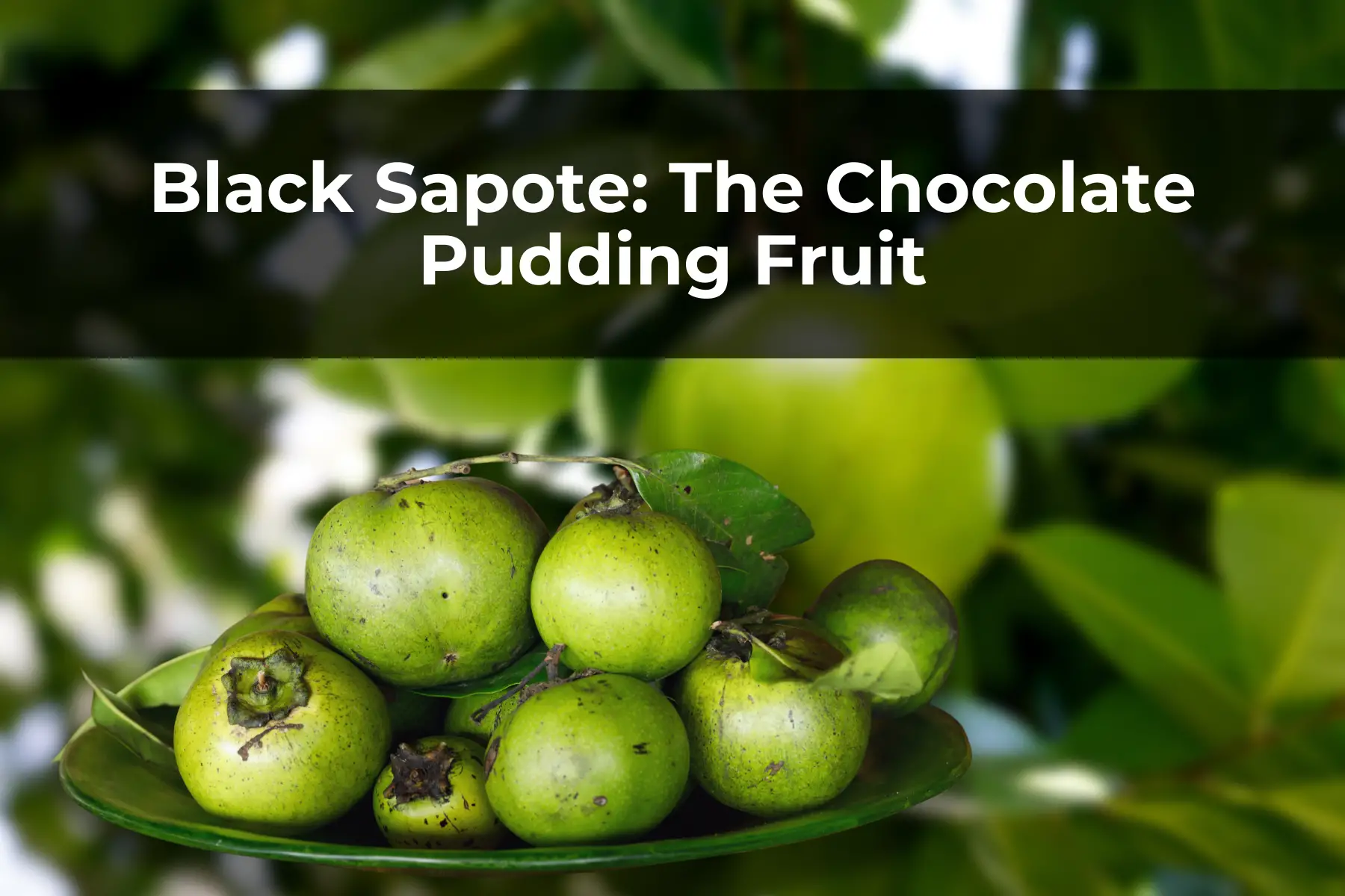 Black Sapote: The Chocolate Pudding Fruit