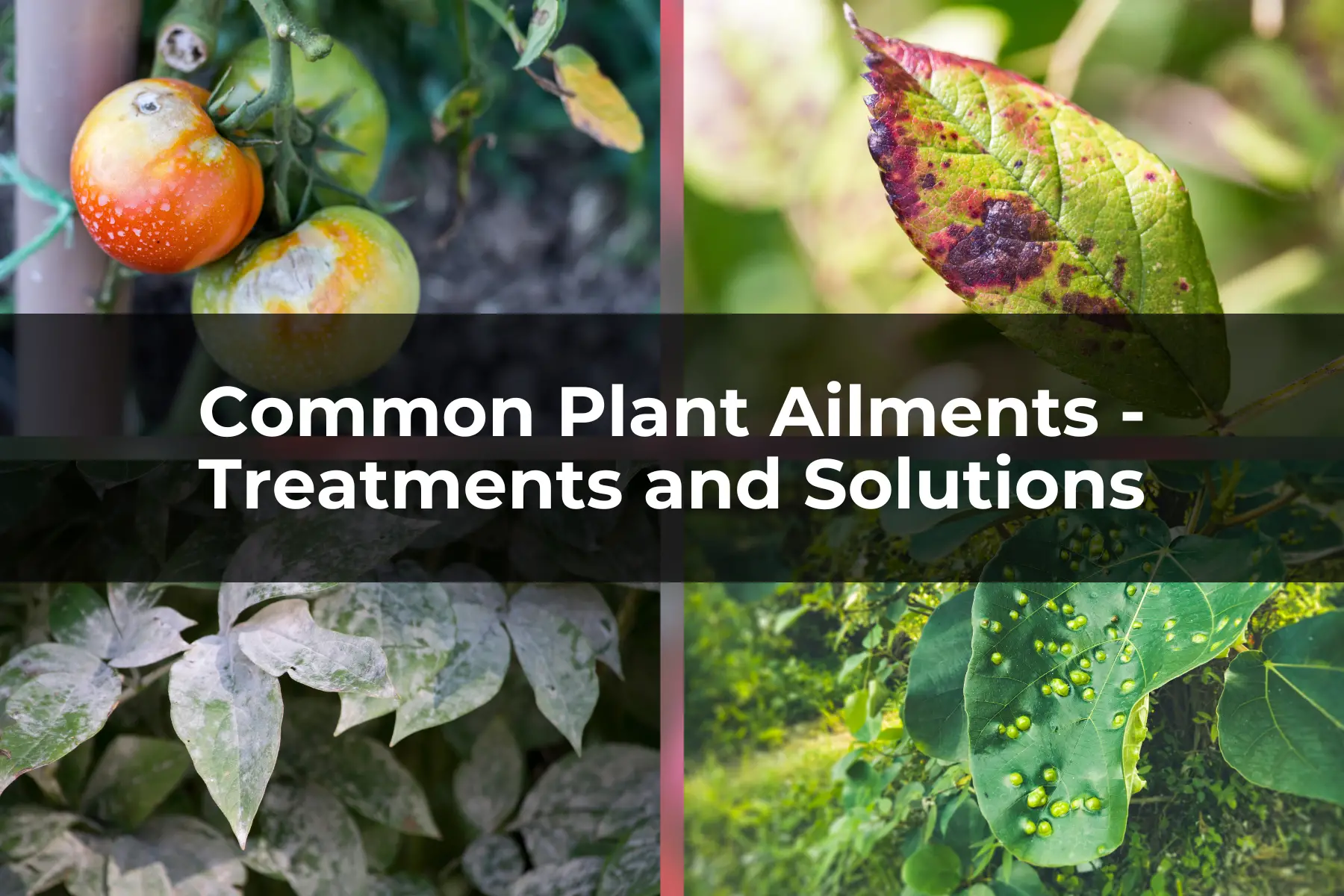 Common Plant Ailments - Treatments and Solutions