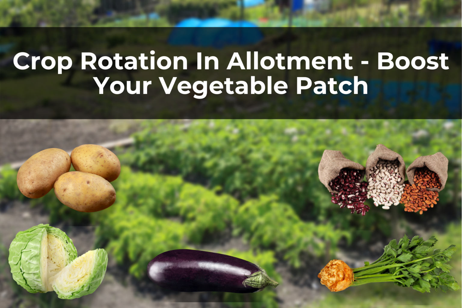 Crop Rotation In Allotment – Boost Your Vegetable Patch – Real Men Sow