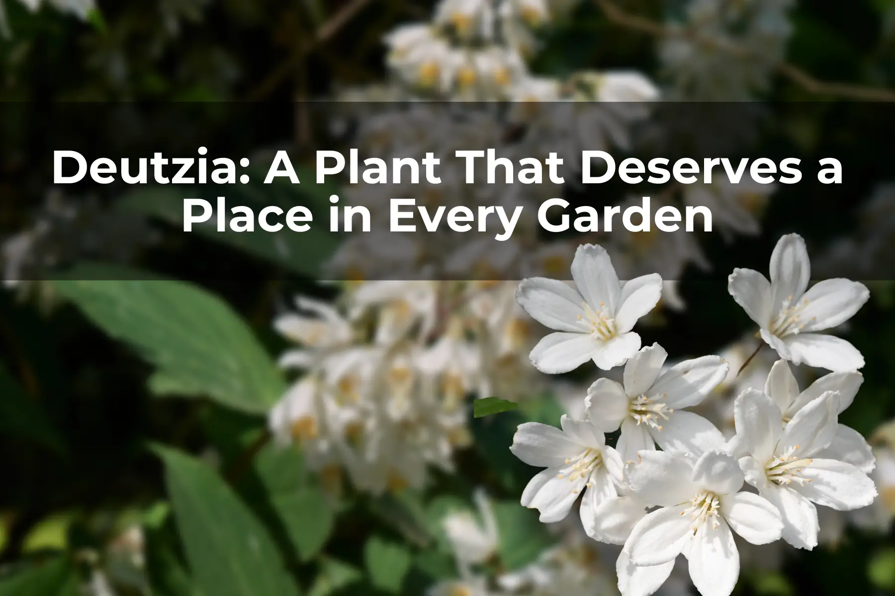 Deutzia: A Plant That Deserves a Place in Every Garden