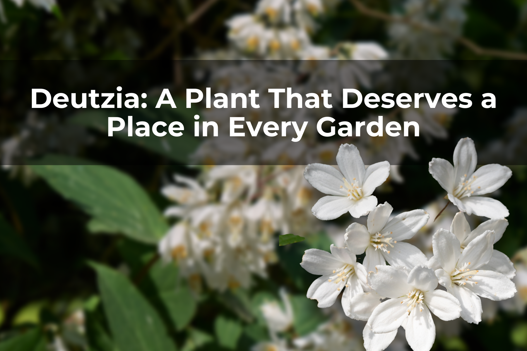 Deutzia: A Plant That Deserves a Place in Every Garden