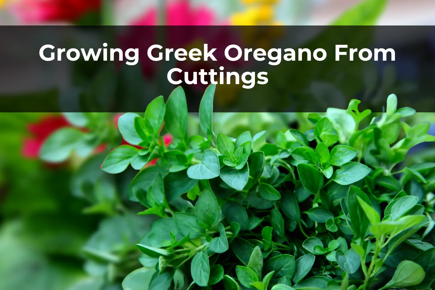 Growing Greek Oregano From Cuttings