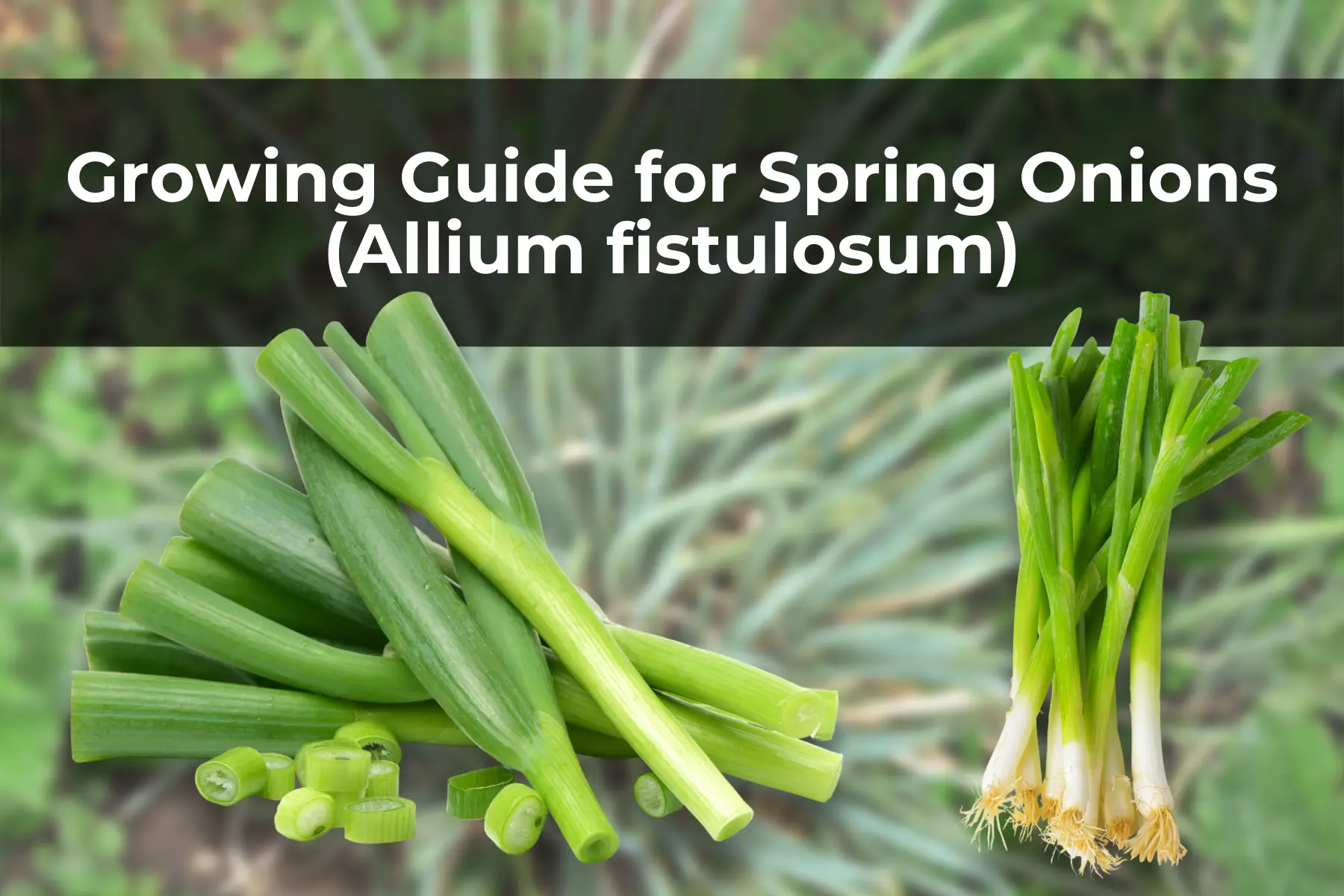 Growing Guide for Spring Onions (Allium fistulosum)