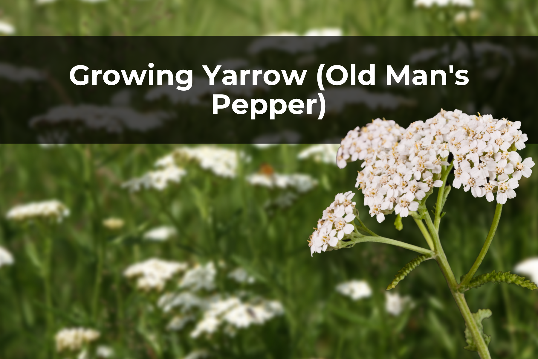 Growing Yarrow Milfoil