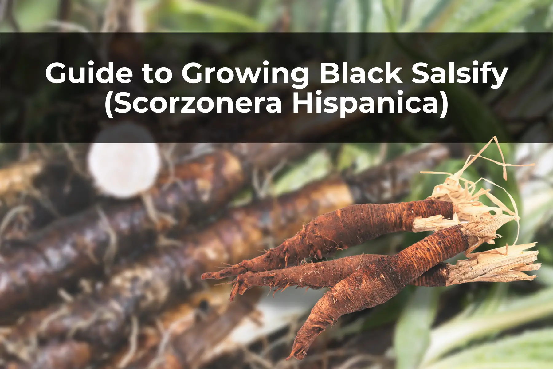 Guide to Growing Black Salsify (Scorzonera Hispanica)