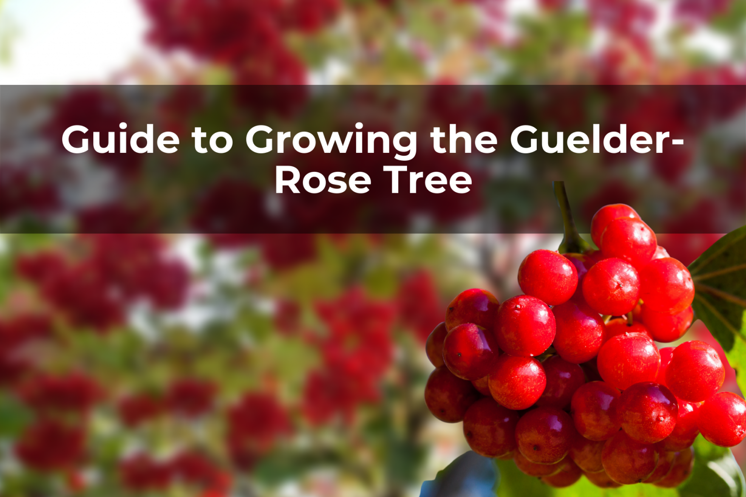 Guide to Growing the GuelderRose Tree Real Men Sow