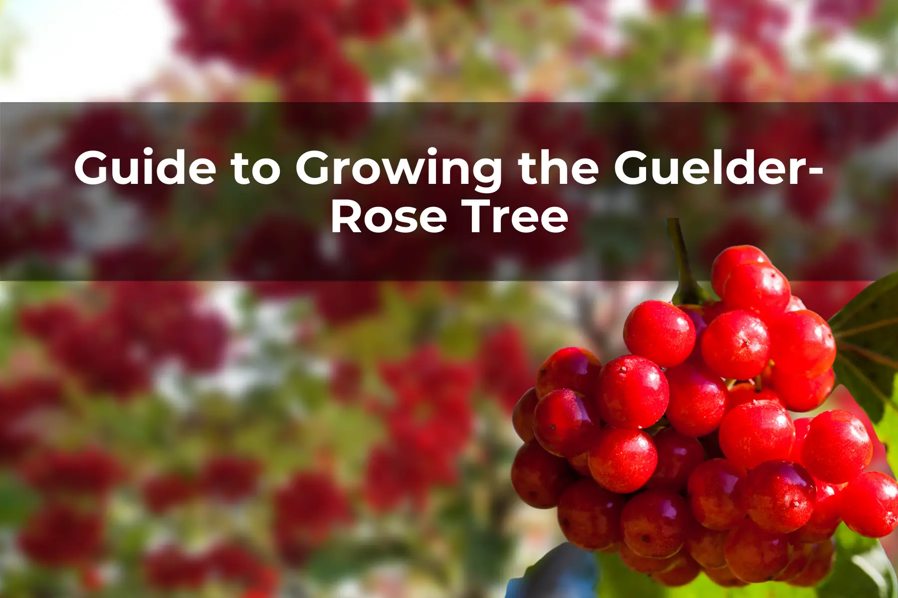Guide to Growing the Guelder-Rose Tree