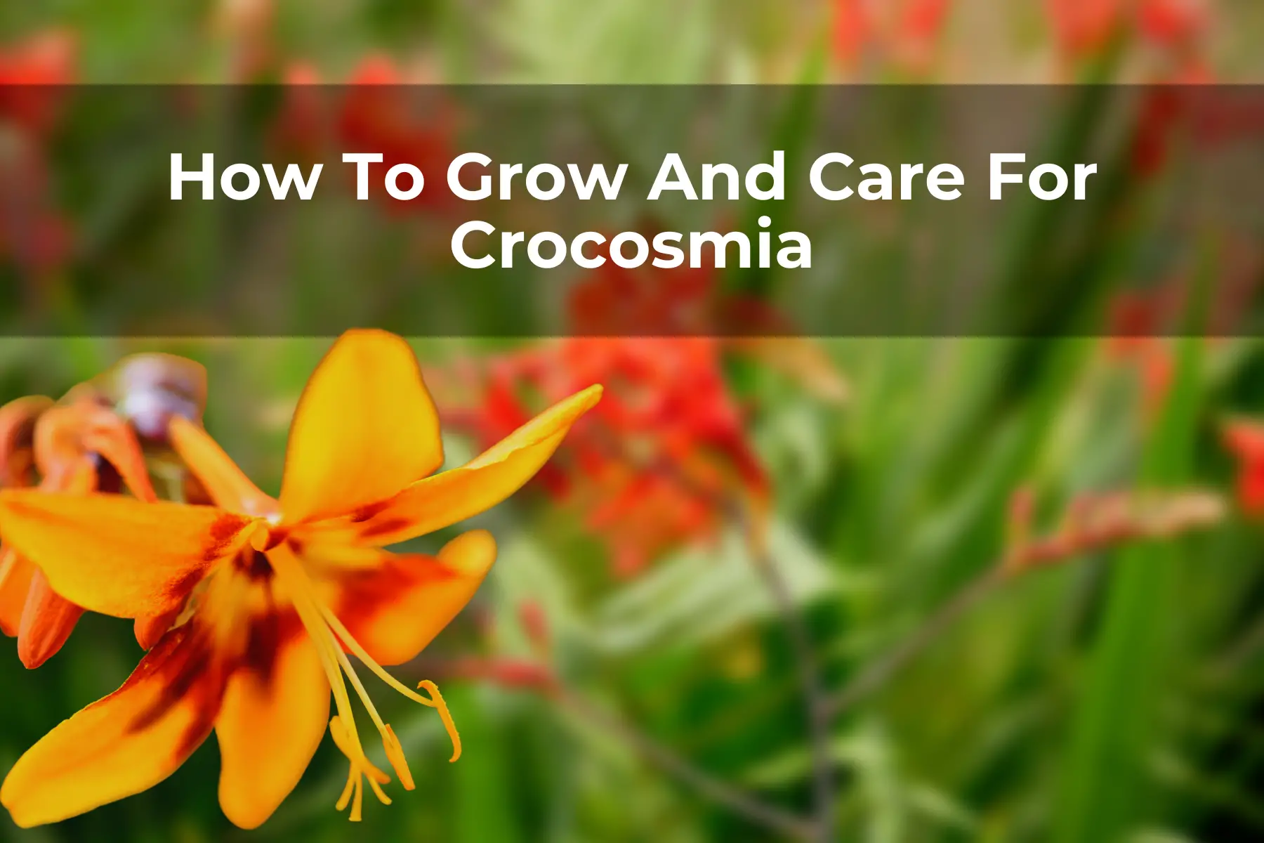 How To Grow And Care For Crocosmia
